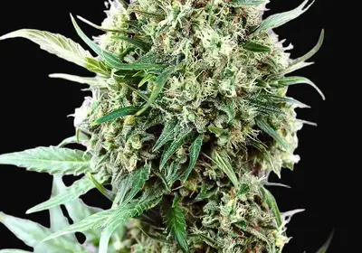 Jack Diesel