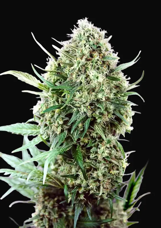Jack Diesel