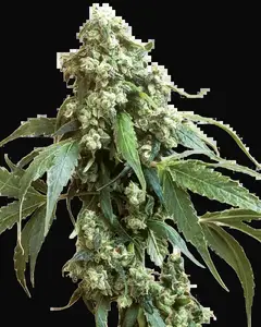 Jack Flash #5 Feminized