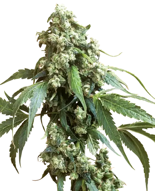 Jack Flash #5 Feminized
