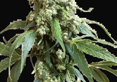 Jack Flash
