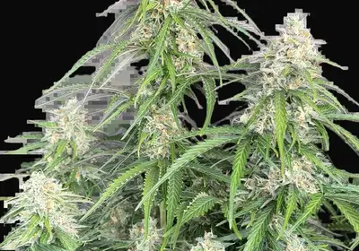 Jack Herer Auto