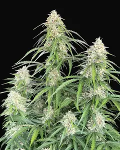 Jack Herer Auto