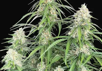 Jack Herer Auto