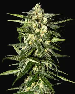 Jack Herer Auto