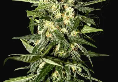 Jack Herer Auto