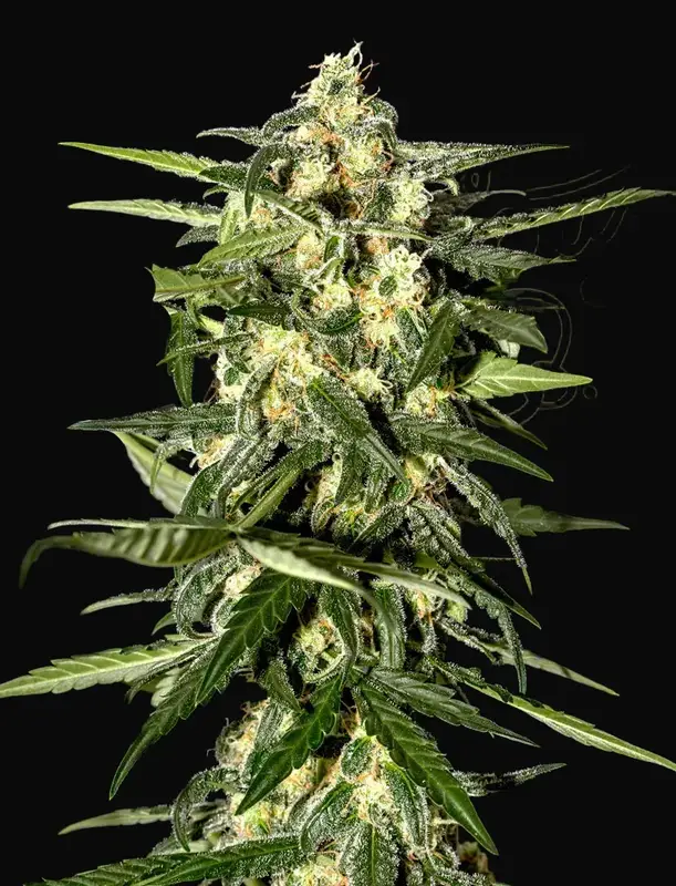 Jack Herer Auto