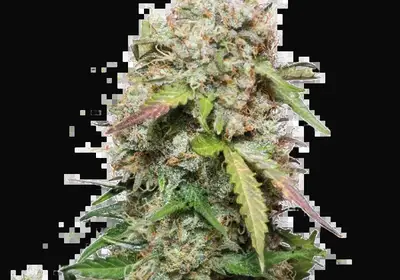 Jack Herer Auto