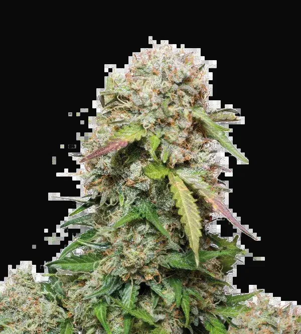 Jack Herer Auto