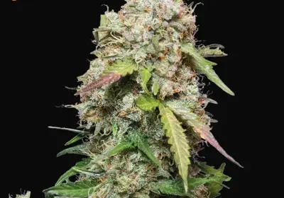 Jack Herer Auto