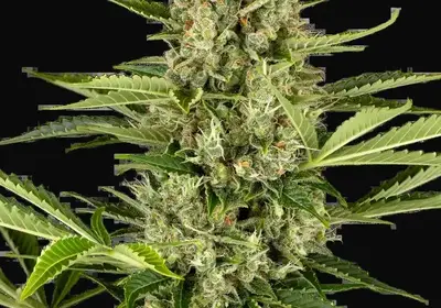 Jack Herer Automatic