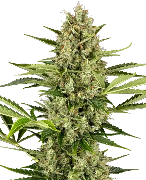 Jack Herer Automatic