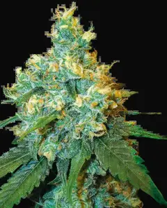 Jack Herer Feminized