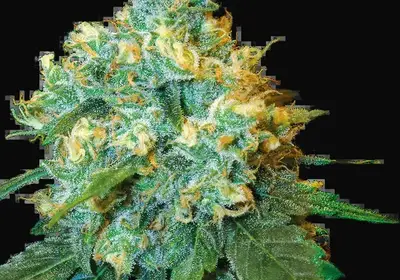 Jack Herer Feminized