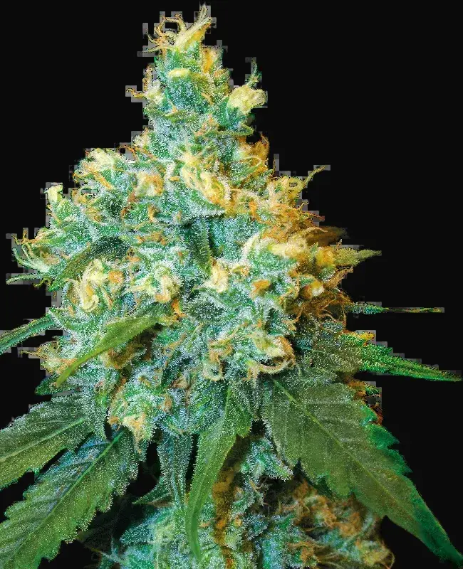 Jack Herer Feminized