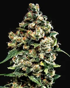 Jack Herer