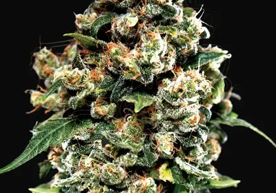 Jack Herer