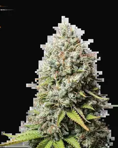 Jack Herer