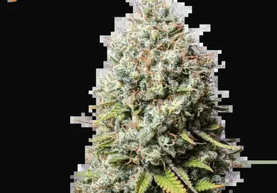 Jack Herer
