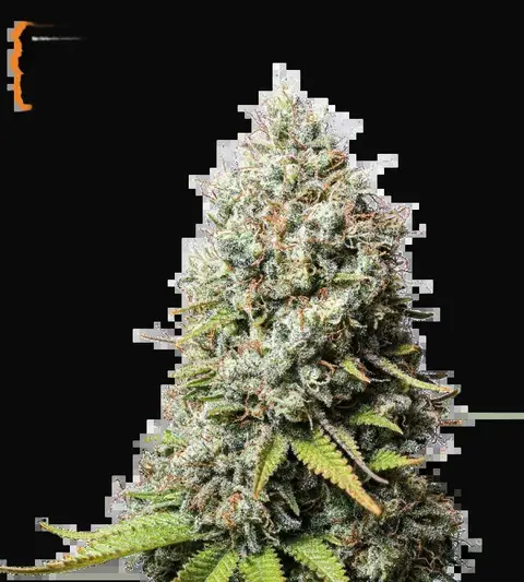 Jack Herer