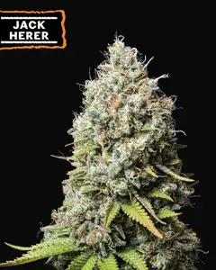 Jack Herer