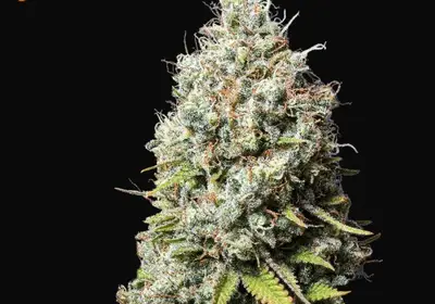 Jack Herer