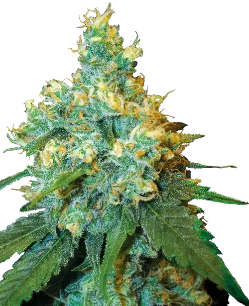 Jack Herer