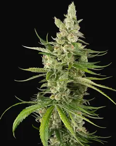 Jackuzzi Feminized