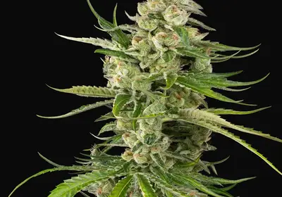 Jackuzzi Feminized