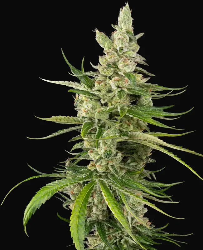 Jackuzzi Feminized