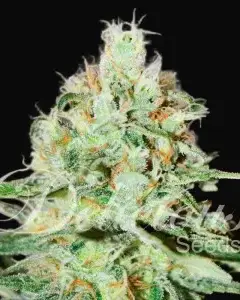 Jagg Kush