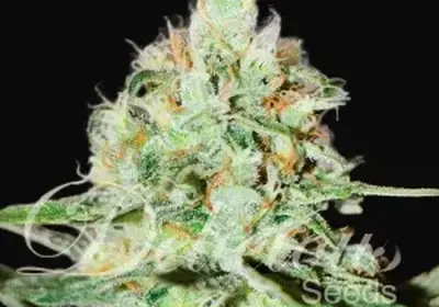 Jagg Kush