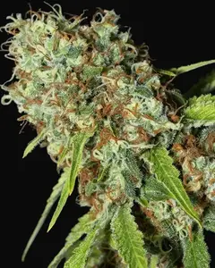 Jamaican Dream CBD