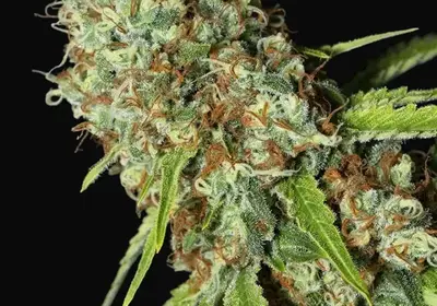 Jamaican Dream CBD