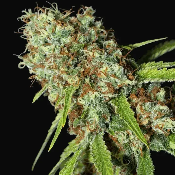 Jamaican Dream CBD