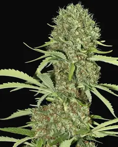 Jamaican Dream