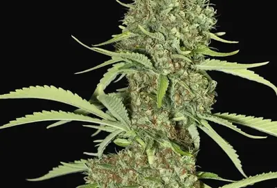 Jamaican Dream