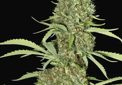 Jamaican Dream