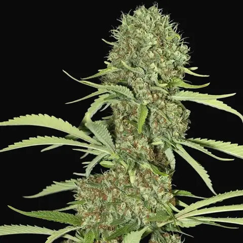Jamaican Dream
