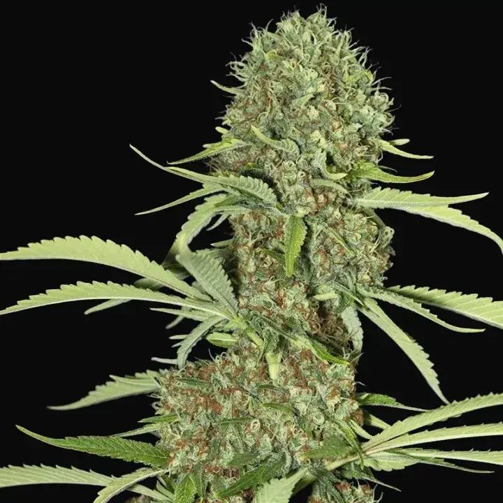 Jamaican Dream