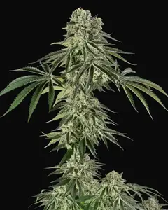 Jamaican Mountain