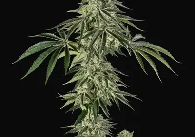 Jamaican Mountain