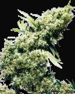 Jamaican Pearl Feminized