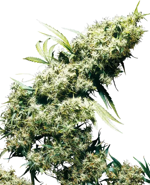 Jamaican Pearl Feminized
