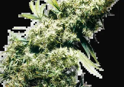Jamaican Pearl Regular