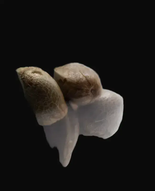 Jamaican Pearl Regular — zdjęcie 5