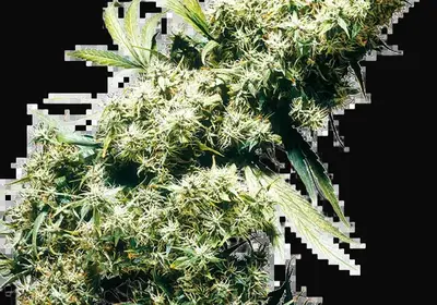 Jamaican Pearl