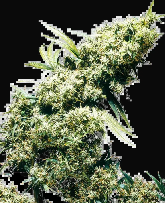 Jamaican Pearl