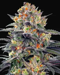 Jealous Mary Auto