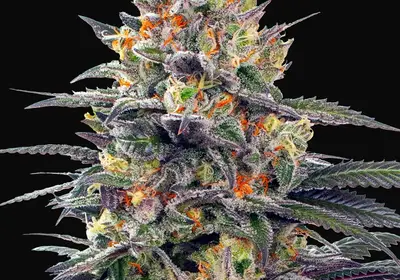 Jealous Mary Auto